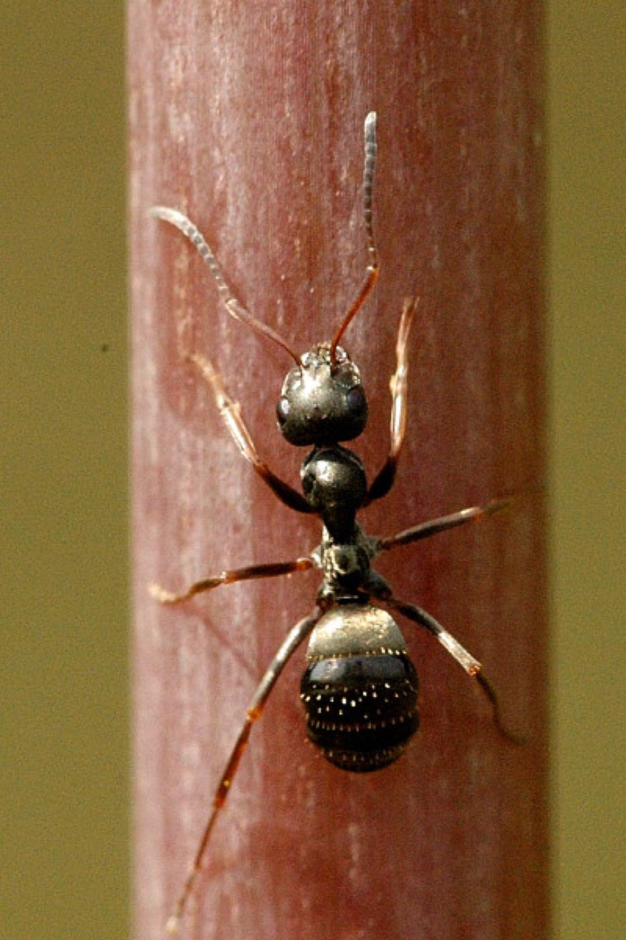 Hormiga de jardín sobre un tallo