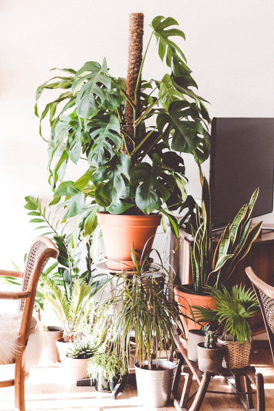 Rincón del hogar con plantas de interior