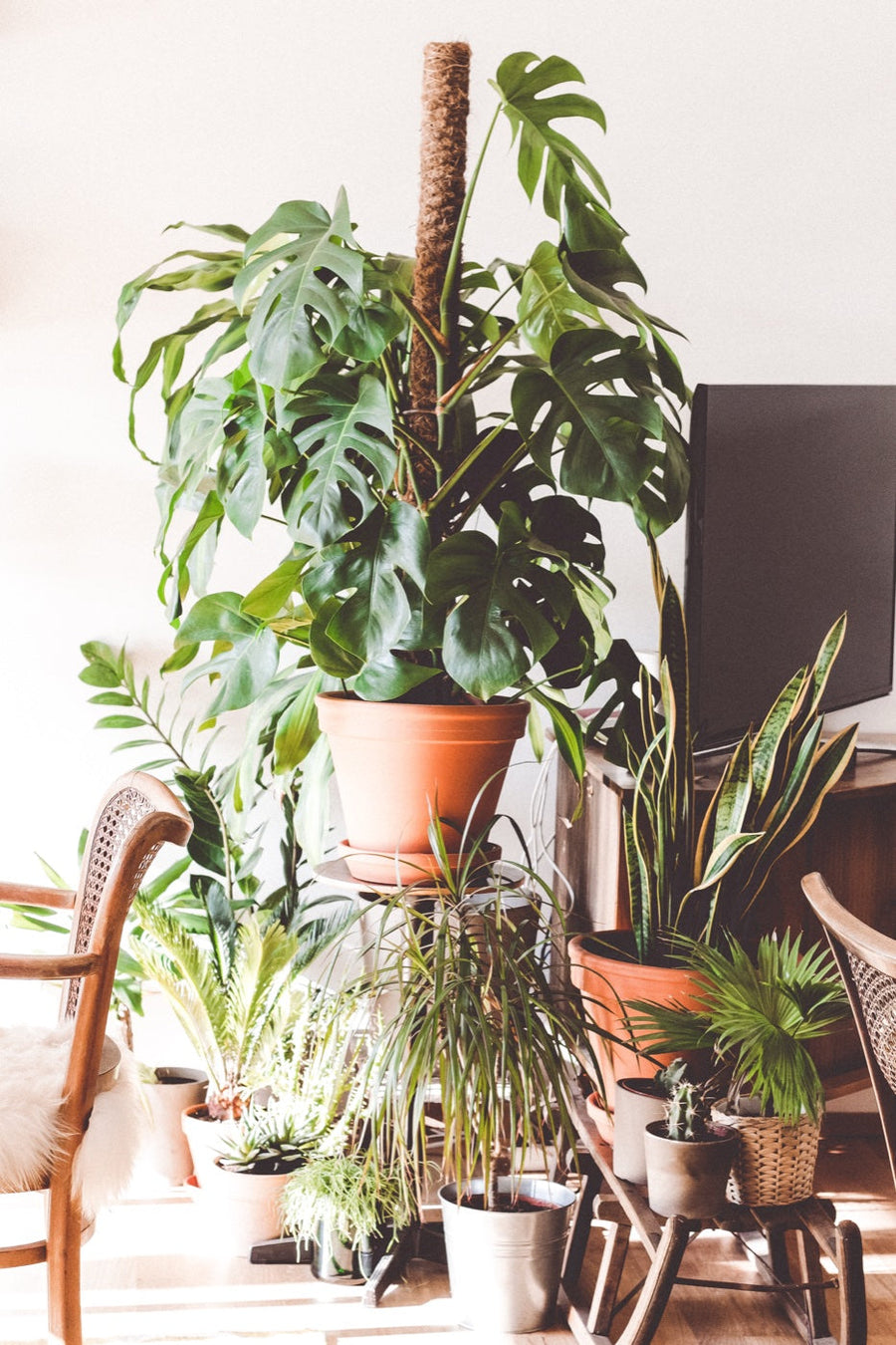 Rincón del hogar con plantas de interior