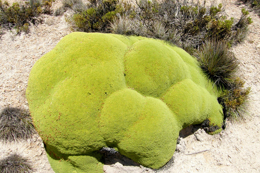 Llareta (Azorella compacta), planta de climas extremos del altiplano chileno