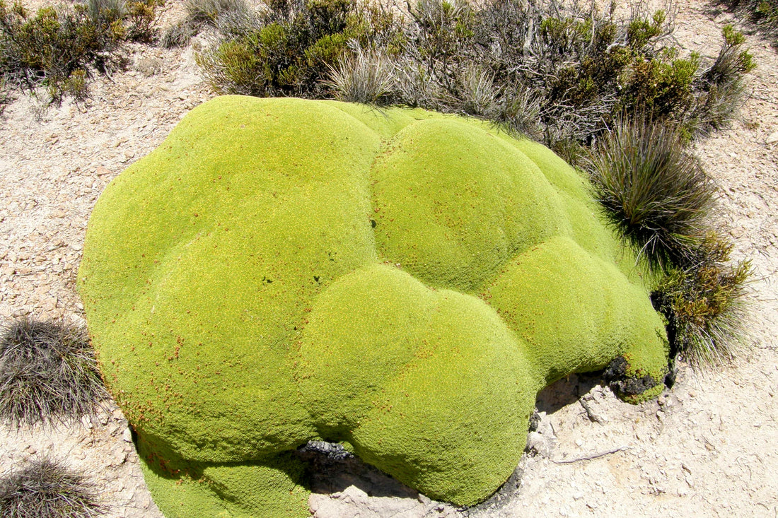 Llareta (Azorella compacta), planta de climas extremos del altiplano chileno