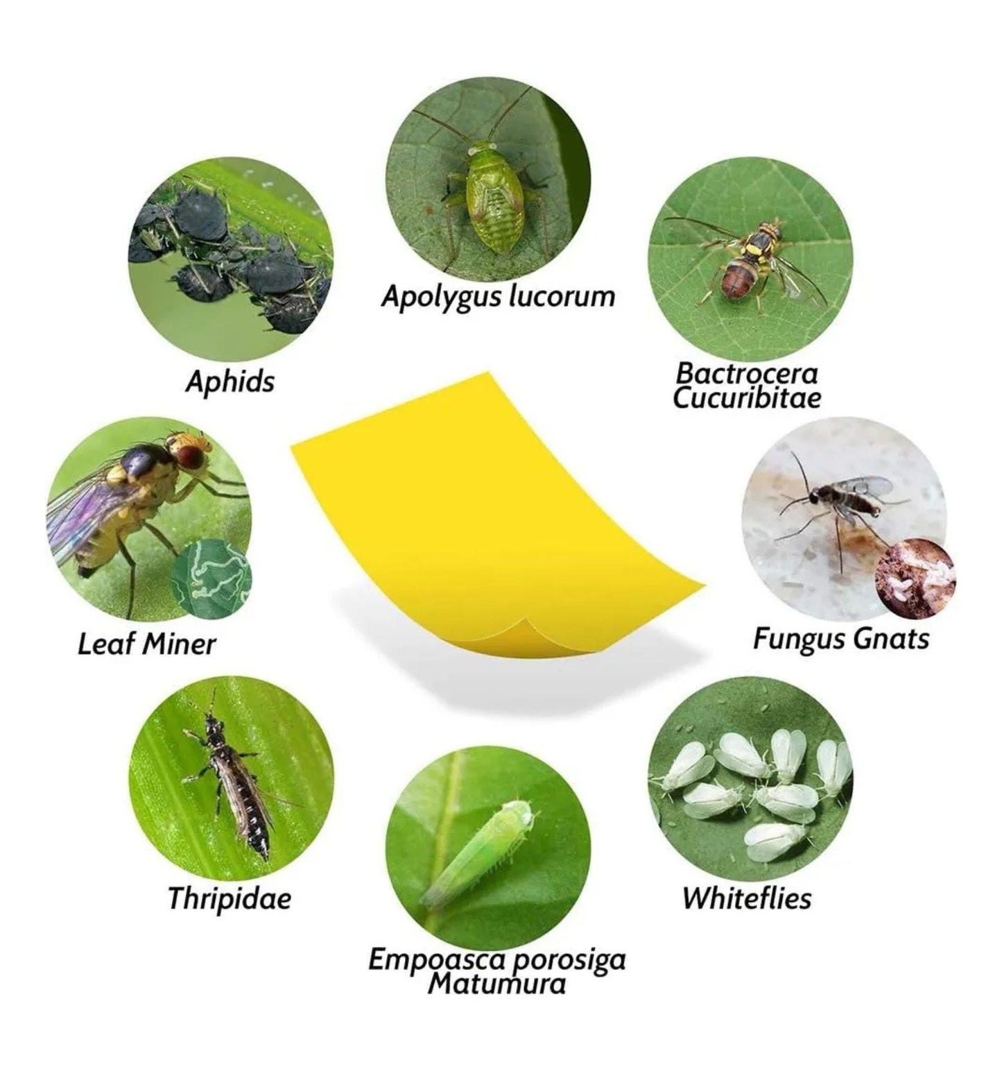 Trampas Adhesivas Amarillas 10u – Mosquitas y Plagas Voladoras