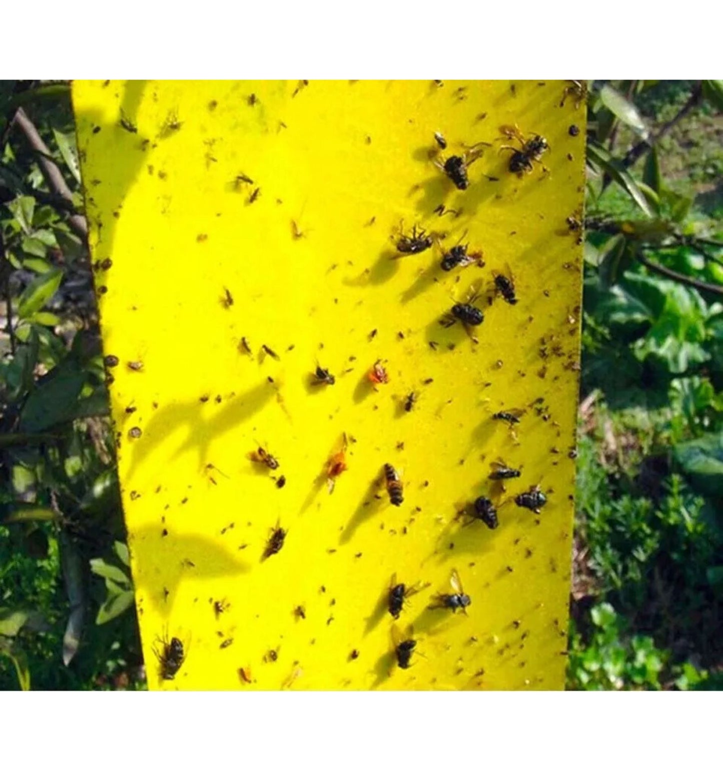 Trampas Adhesivas Amarillas 10u – Mosquitas y Plagas Voladoras