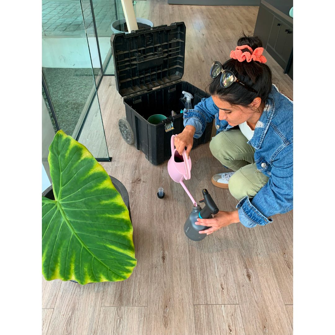 Asesoría Presencial Básica – Jardines Pequeños (0–50 m²)