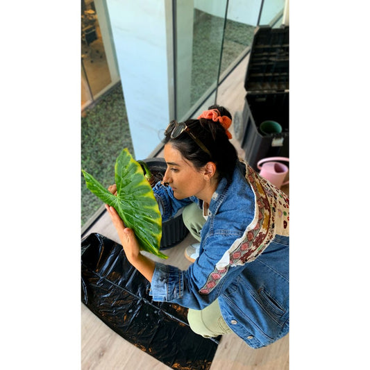 Asesoría Presencial Básica – Jardines Pequeños (0–50 m²)