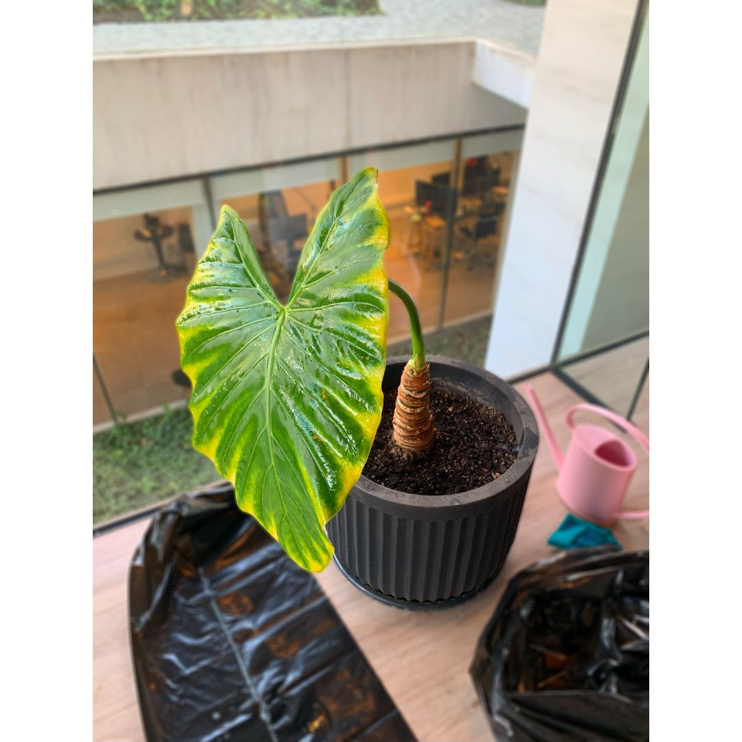 Asesoría Presencial Avanzada – Jardines Grandes (150+ m²)