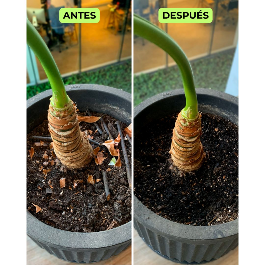 Asesoría Presencial Básica – Jardines Pequeños (0–50 m²)