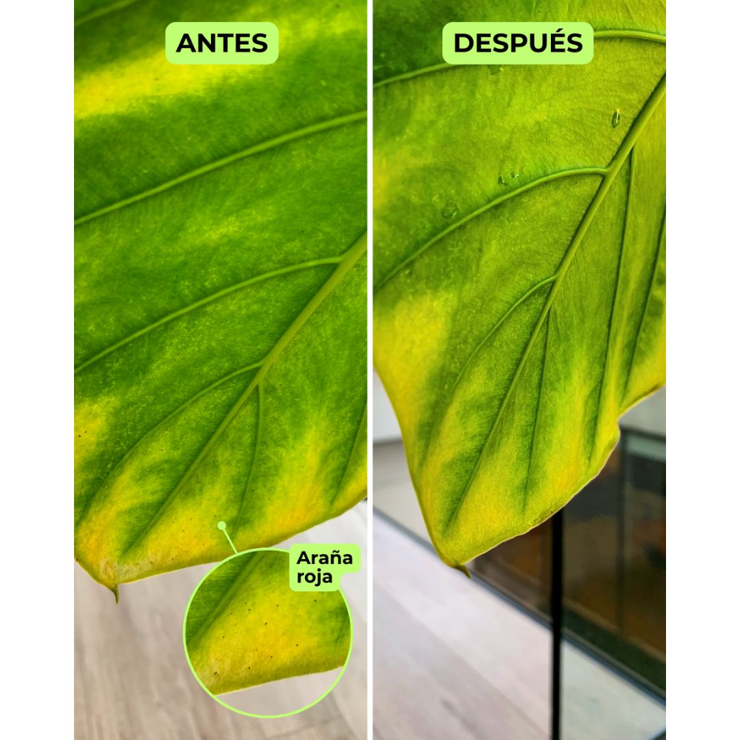 Asesoría Presencial Avanzada – Jardines Grandes (150+ m²)