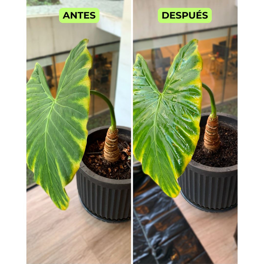 Asesoría Presencial Avanzada – Jardines Grandes (150+ m²)