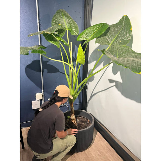 Asesoría Presencial Intermedia – Jardines Medianos (51–150 m²)