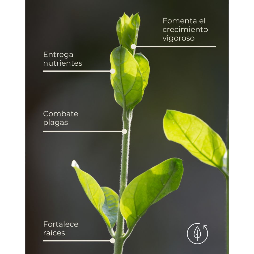 Enraizante Biológico para Plantas | Trichoderma + Bacillus | Crecimiento y Protección de Raíces | Rinde 20L (1000 m²)