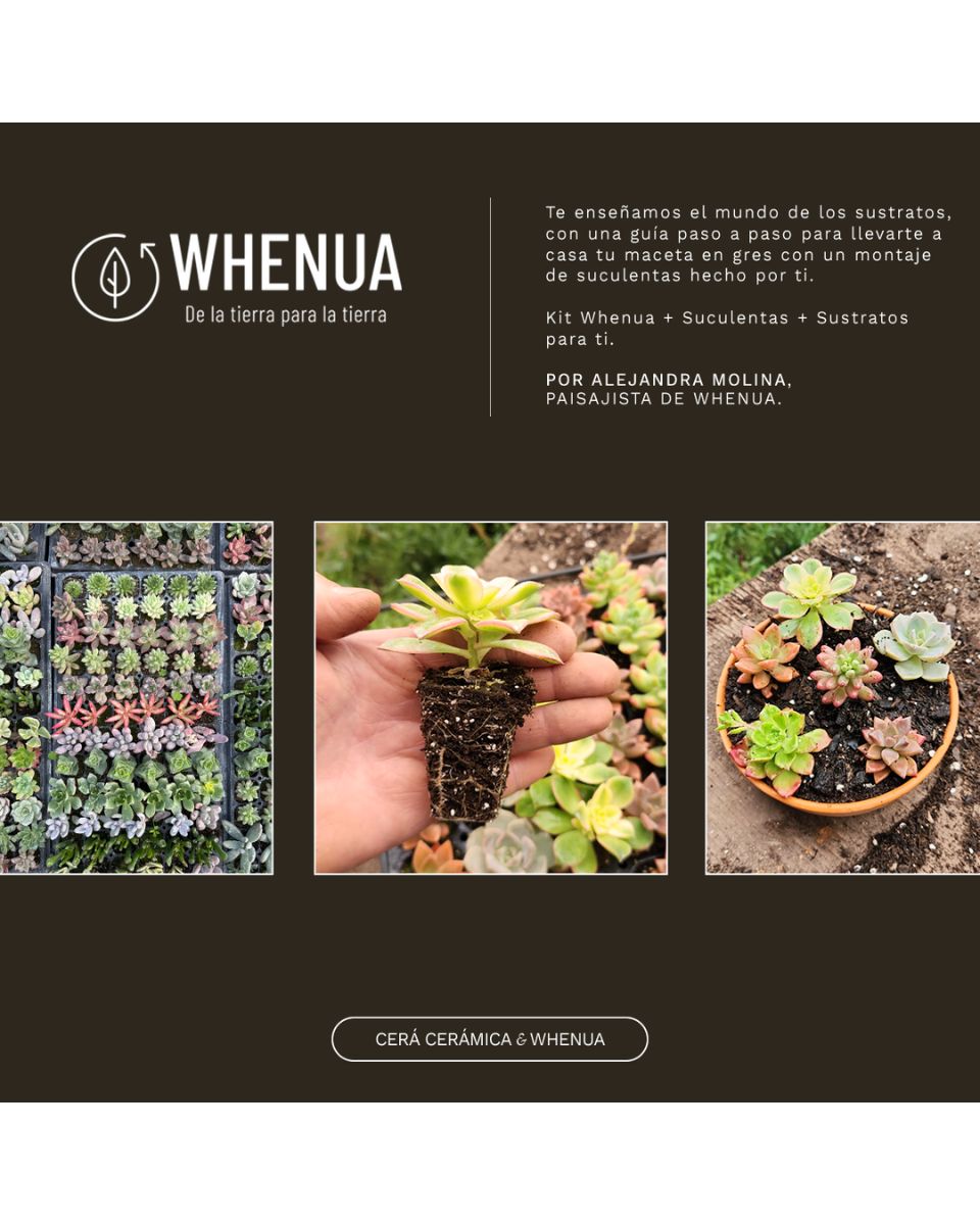 Taller Cerámica & Suculentas – Creación de Maceteros Personalizados