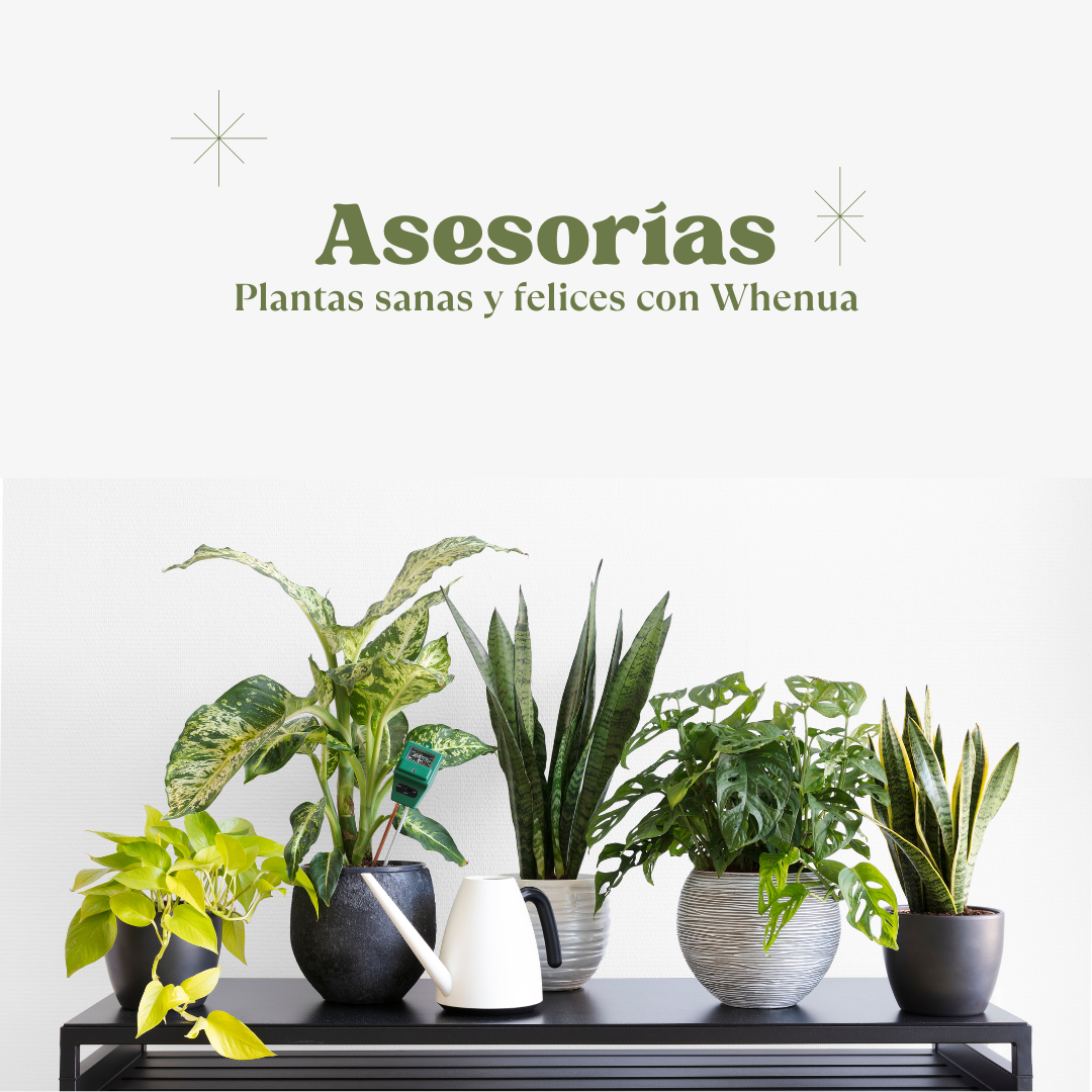 Asesoría Virtual M: 30 Minutos, Hasta 6 Plantas