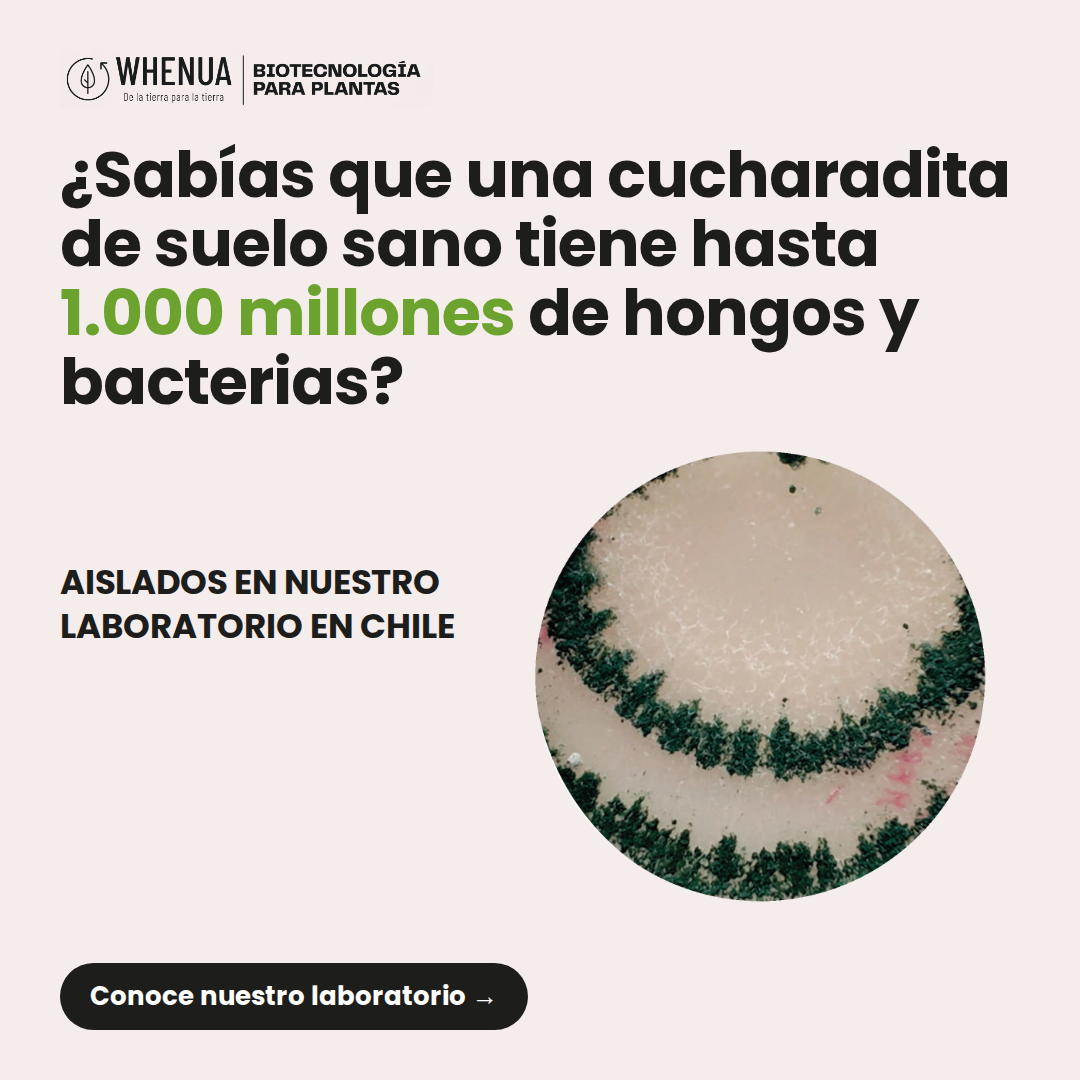¿Sabías que una cucharadita de suelo sano tiene hasta 1.000 millones de hongos y bacterias? Aislados en nuestro laboratorio en Chile