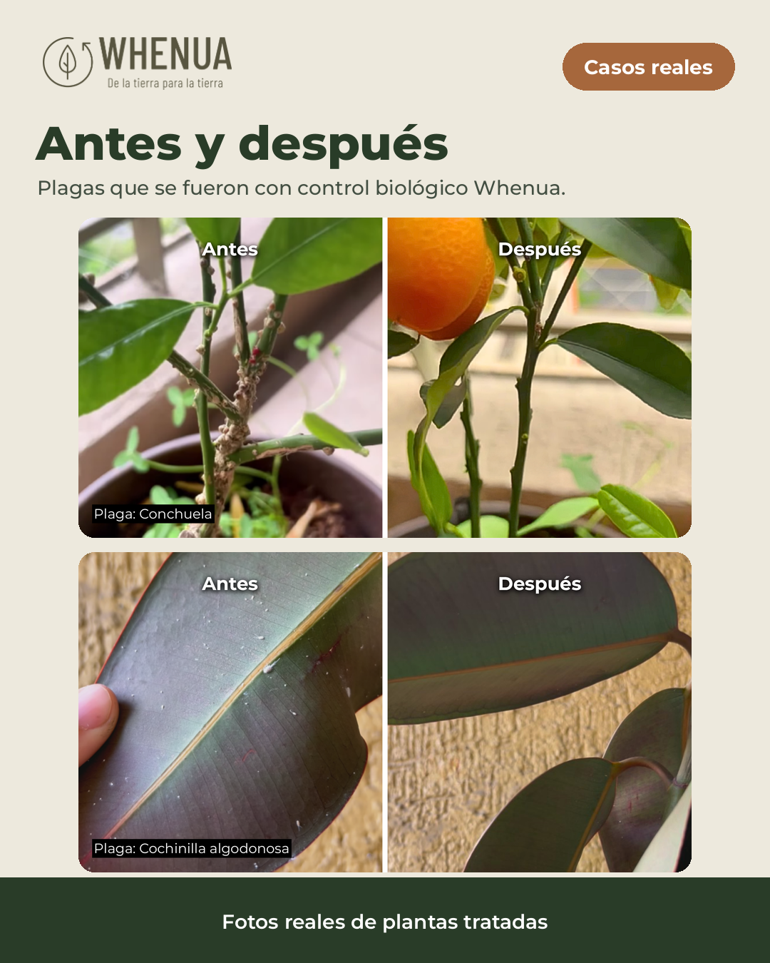 Antes y después reales: conchuela y cochinilla algodonosa controladas con productos biológicos Whenua