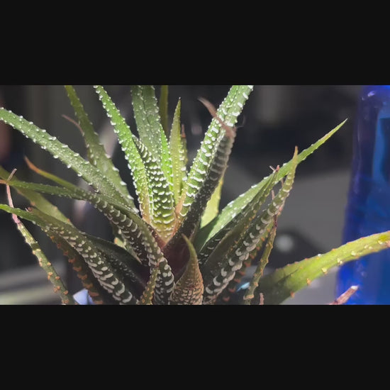 Clienta cuenta su experiencia con Whenua: sus plantas se recuperaron y crecieron más fuertes
