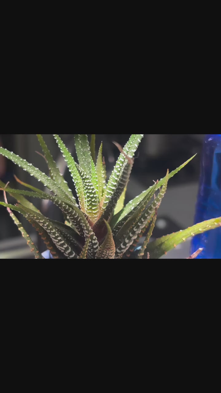 Clienta cuenta su experiencia con Whenua: sus plantas se recuperaron y crecieron más fuertes