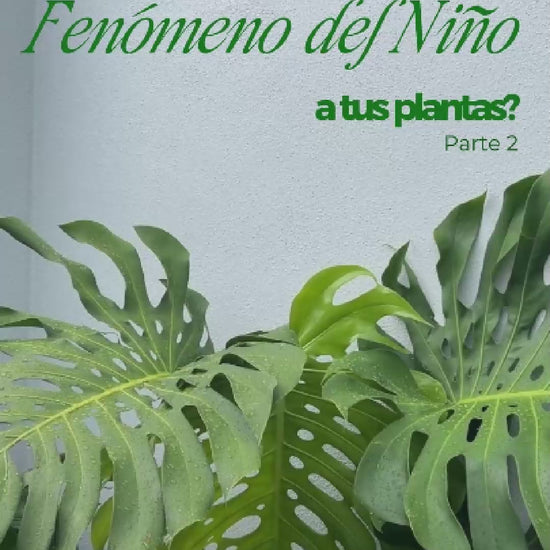 Video Whenua: la primavera y el Fenómeno del Niño traen plagas a tus plantas, y cómo aplicar Kai Repel (1 g por litro, en hojas y sustrato)