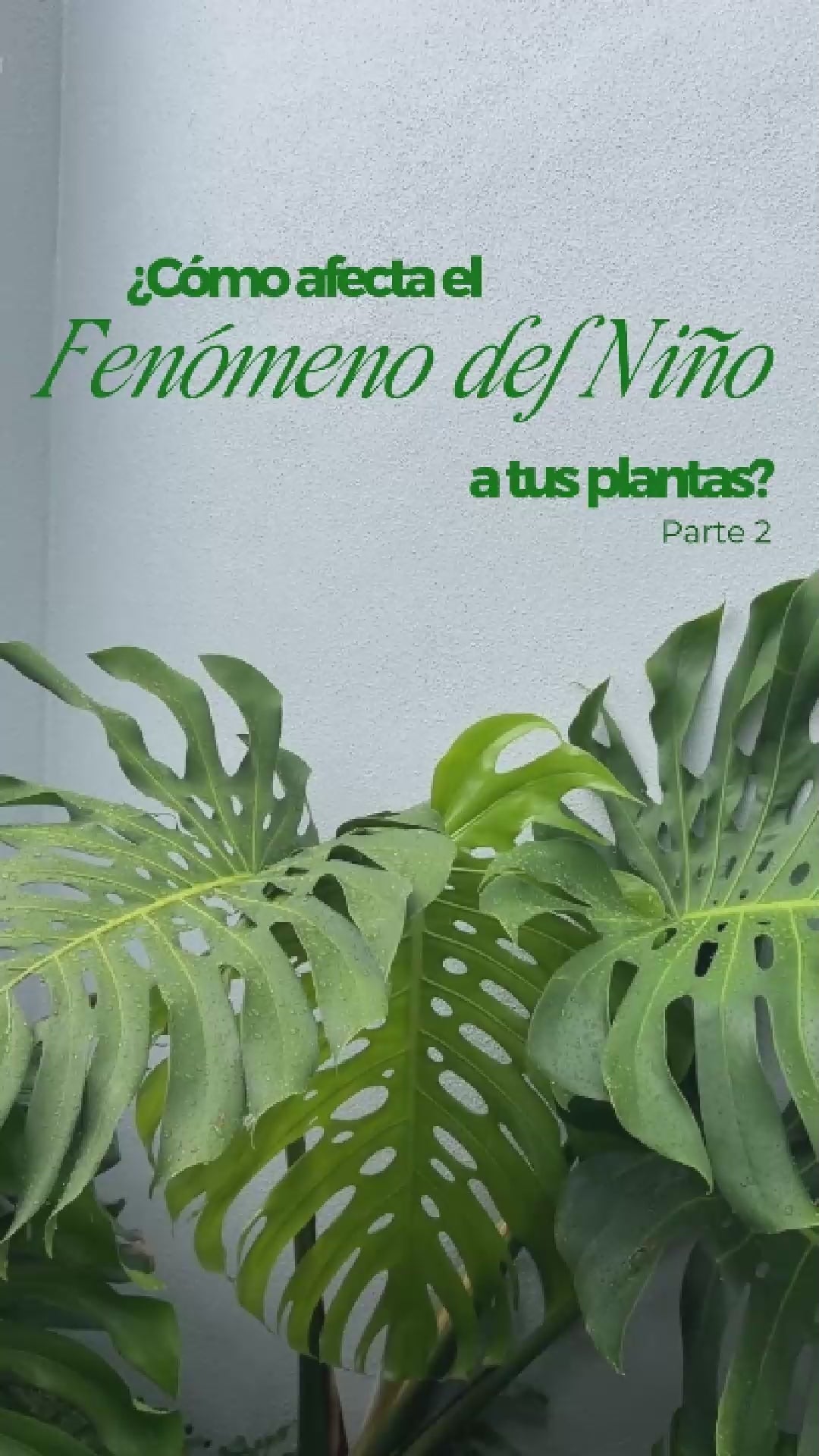 Video Whenua: la primavera y el Fenómeno del Niño traen plagas a tus plantas, y cómo aplicar Kai Repel (1 g por litro, en hojas y sustrato)