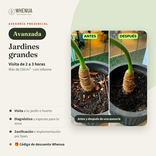 Asesoría presencial Avanzada Whenua: jardines sobre 150 m²