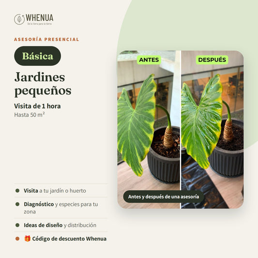 Asesoría presencial Básica Whenua: jardines hasta 50 m²