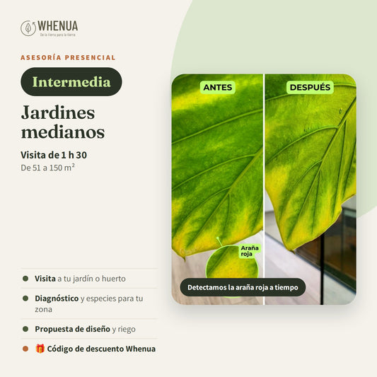 Asesoría presencial Intermedia Whenua: jardines de 51 a 150 m²