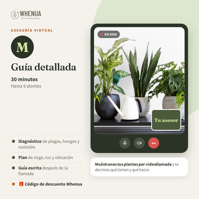 Asesoría Virtual de Jardinería M — 30 Minutos para hasta 6 Plantas — Experto Whenua