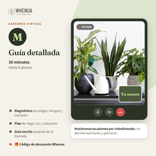 Asesoría virtual M Whenua: 30 minutos, hasta 6 plantas